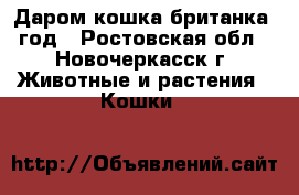 Даром кошка британка 1год - Ростовская обл., Новочеркасск г. Животные и растения » Кошки   